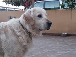 Guffy’s original photo