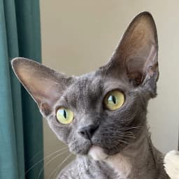The Devon Rex’s original photo