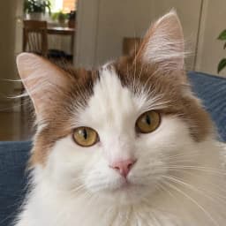 The Turkish Van’s original photo