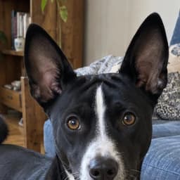 The basenji’s original photo