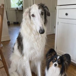 The borzoi and papillon’s original photo