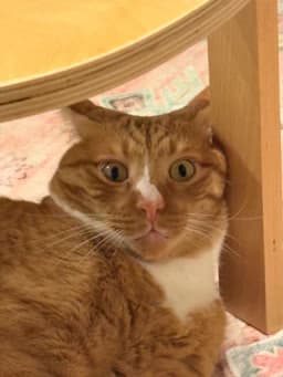 The orange and white cat’s original photo